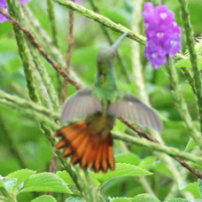 Hummingbird Rufous-tailed 9609