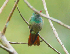 Hummingbird Rufous-tailed 4890
