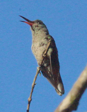 Hummingbird Rufous-tailed 6943