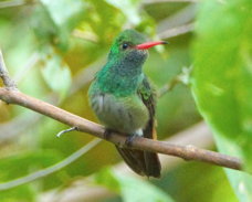 Rufous-tailed Hummingbird 1804