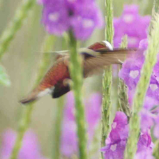 Hummingbird Snowcap 9660