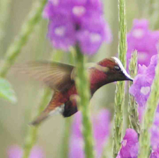 Hummingbird Snowcap 9659