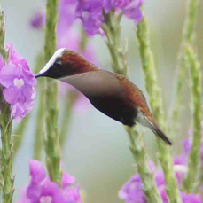 Hummingbird Snowcap 9665