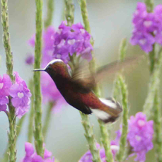 Hummingbird Snowcap 9666
