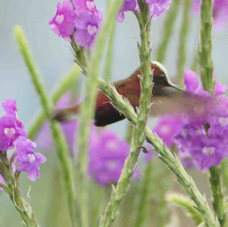 Hummingbird Snowcap 9680