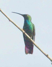 Hummingbird Veraguan Mango male 6213