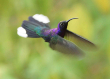 Hummingbird Violet Sabrewing 1495
