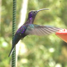 Hummingbird Violet Sabrewing 1996