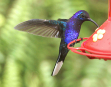 Hummingbird Violet Sabrewing 7352