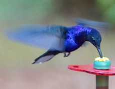 Hummingbird Violet Sabrewing 7807
