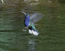 Hummingbird Violet Sabrewing bathing 2231