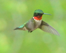Ruby-throated Hummingbird 2614