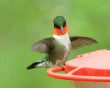 Ruby-throated Hummingbird 2612