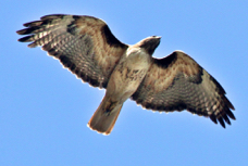Red-tailed Hawk 4375