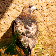Red-tailed Hawk 1172