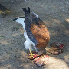 Red-backed Hawk 7026