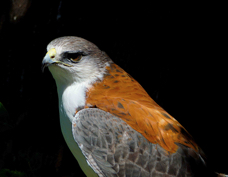Red-backed Hawk 7034