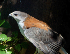 Red-backed Hawk 7039