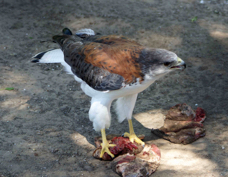 Red-backed Hawk 7024