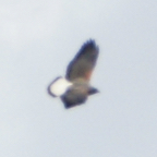 White-tailed Hawk-532.jpg