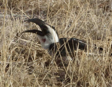 Hornbill Von der Decken's female 3529
