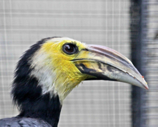 Sulawesi Tarictic Hornbill male 2413