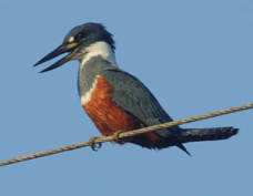 Kingfisher Ringed female 3126
