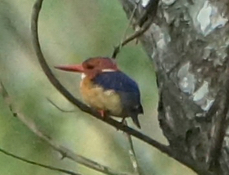 Kingfisher Pygmy 3106