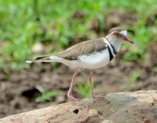 Plover Three-banded 9090