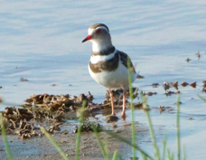 Plover Three-banded 9548