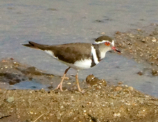 Plover Three-banded 8158