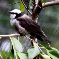 Southern White-crowned Shrike 1832