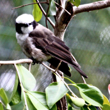 Southern White-crowned Shrike 1829