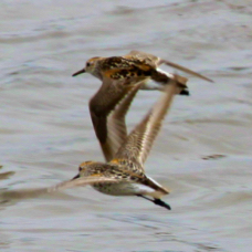 Western Sandpipers flying 6798