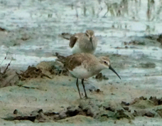 Sandpipers Curlew 9774