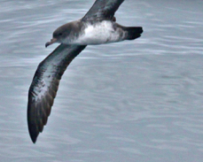 Pink-footed Shearwater 3771