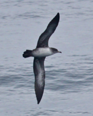 Pink-footed Shearwater 3847