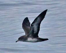 Pink-footed Shearwater 3996