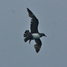 Pink-footed Shearwater 3669