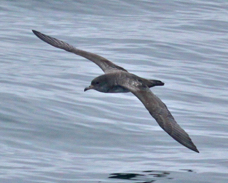 Pink-footed Shearwater 3772