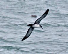 Pink-footed Shearwater 0099