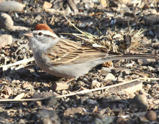Chipping Sparrow 6240