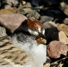 Chipping Sparrow 9817
