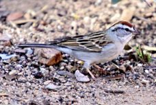 Chipping Sparrow 7519