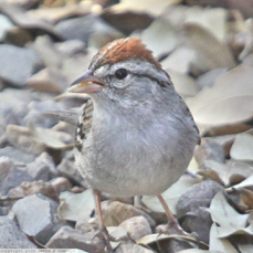 Chipping Sparrow 7617