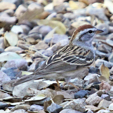 Chipping Sparrow 7631