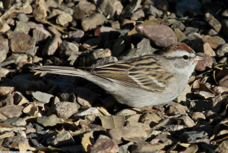 Chipping Sparrow 9816