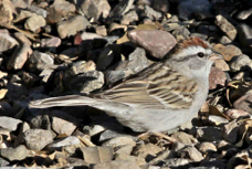 Chipping Sparrow 9821