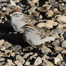 Chipping Sparrow  8944