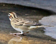 Lark Sparrow 6909